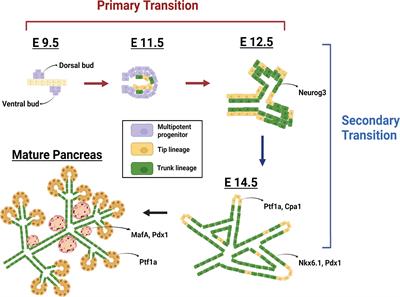 Exocrine-Endocrine Crosstalk: The Influence of Pancreatic Cellular Communications on Organ Growth, Function and Disease